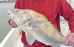 Aransas Pass: Redfish at its finest.